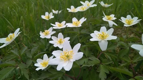 Wild anemones in the forest, first spring flowers, time-lapse Video stock 152617434