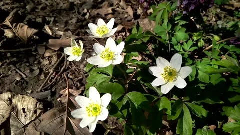 Wild anemones in the forest, first spring flowers, time-lapse Video stock 152618710