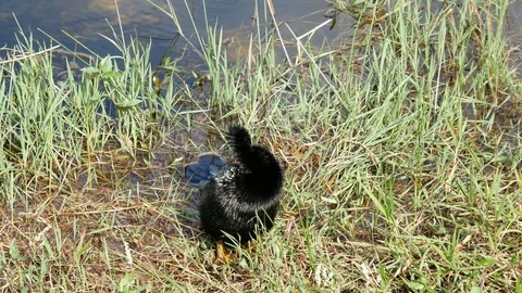 Wild Anhinga Flapping Its Wings in Everglades National Park Stock Footage 104023098