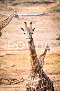 Wild animal africa giraffe in the safari park on summer day Stock Photos