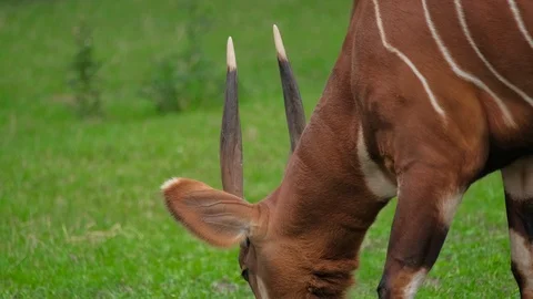 Wild animal eats green grass on the lawn Vidéo 118804887