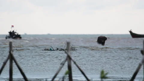 Wild animal Stock Footage 221475126