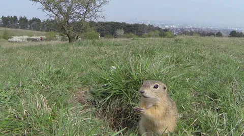 Wild animal ground squirrel 库存影片 37158413