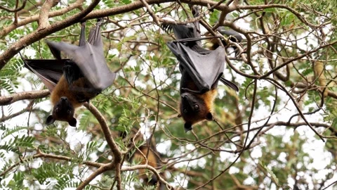 Wild animal Large flying fox or Malaysian flying fox ,A Big bat under Stock Footage 269096475