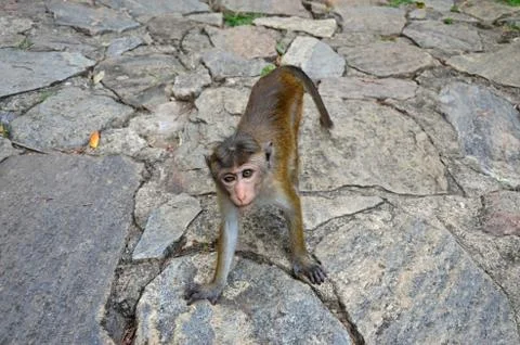 Wild animal Macaque monkey  Stock Photos