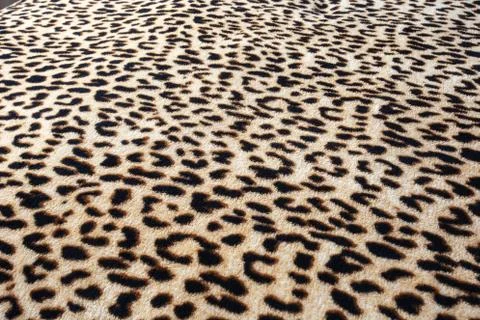 Wild animal pattern background or texture, Leopard jungle theme print Stock Photos