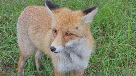 Wild animal red fox standing on background green grass on meadow on a summer day Video stock 83203045