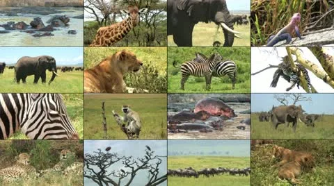 Wild Animal Stock Footage ~ Royalty Free Stock Videos | Pond5