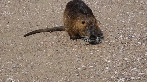 Wild animal on sandy beach explores its surroundings while searching for food, c Stock Footage 337813890