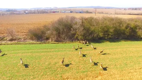 Wild animals. Aerial view to herd of Deer runing on green field. Stock Footage 104548352