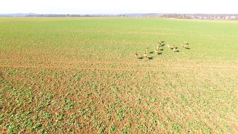 Wild animals. Aerial view to herd of Deer runing on green field. Stock Footage 104549409