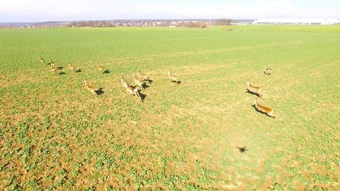 Wild animals. Aerial view to herd of Deer runing on green field. Stock Footage 104551247