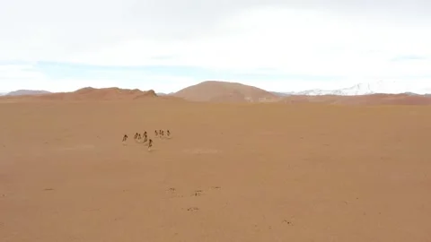 Wild animals and wild donkeys running on the Loess Plateau Video stock 243072452