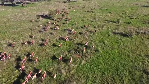 Wild animals, antelope Stock Footage 91327301