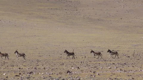 Wild animals are on the move Stock Footage 243033049