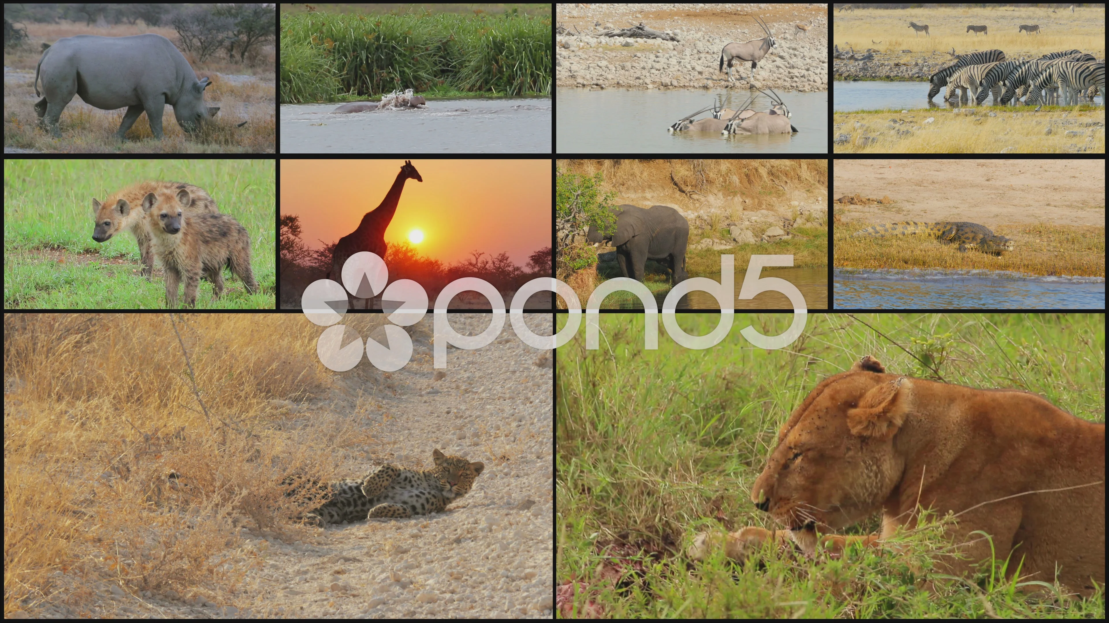 wild animals collage 4k | Stock Video | Pond5