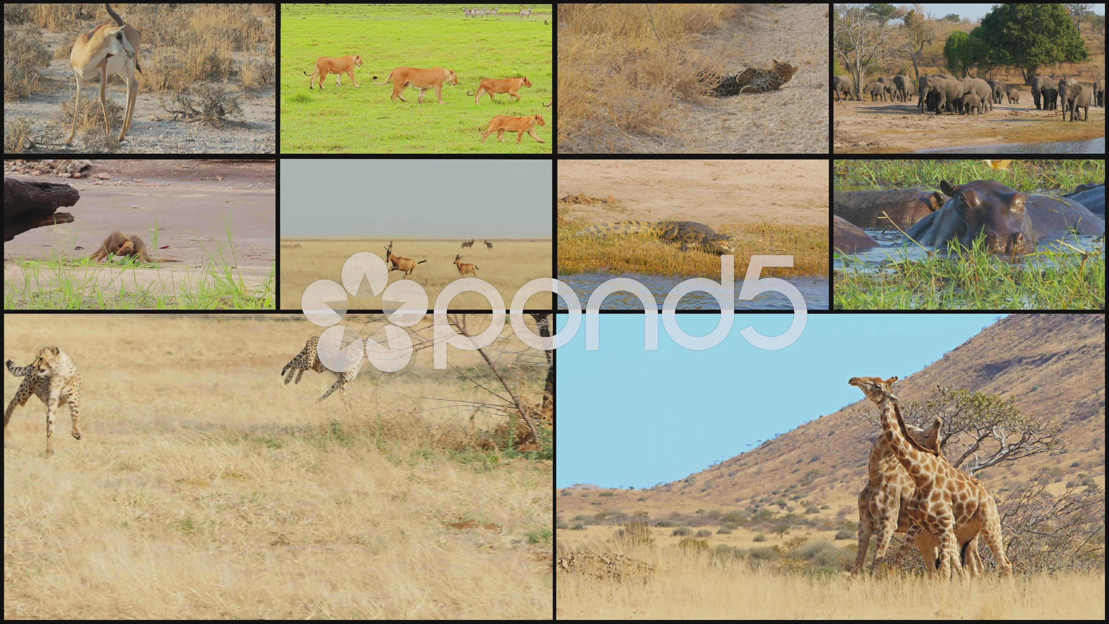 wild animals collage montage sequence 4k | Stock Video | Pond5