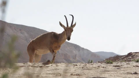 Wild animals in the desert in Israel Stock Footage