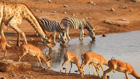  Wild Animals Drinking at Waterhole Stock Footage 323137969