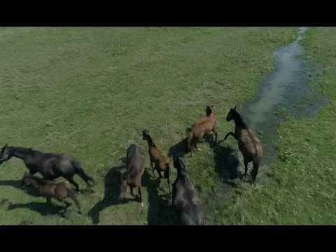 Wild animals Stock Footage 101883888