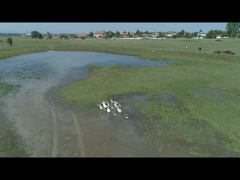 Wild animals Stock Footage 101885838