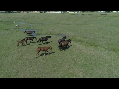 Wild animals Stock Footage 101886045