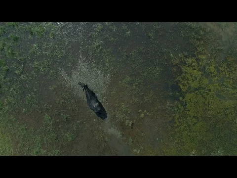 Wild animals Stock Footage 101886102