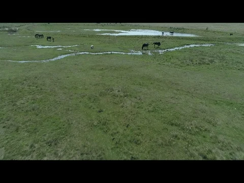 Wild animals Stock Footage 101886527