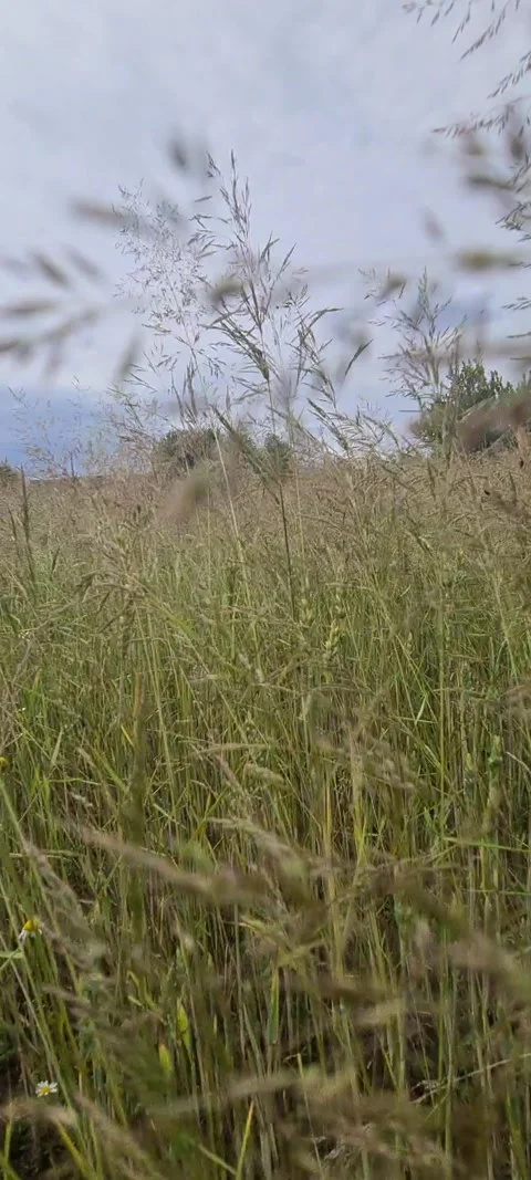 Wild animals Video stock 247479912