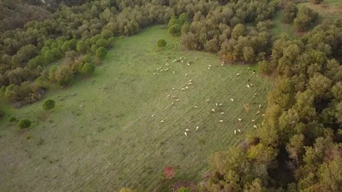 Wild Animals Grazing Between Forest Clearings on a Windy Day Stock Footage 320198408