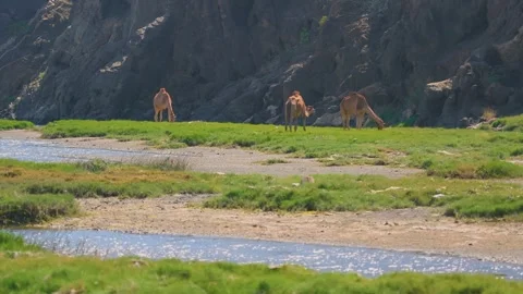 Wild Animals Grazing by a Stream in Sadan Duqm, Salalah, Oman Video stock 324773087