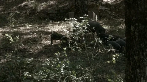 Wild animals in Italy Stock Footage 90085576