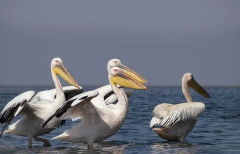 Wild animals in nature. Group of Great White Pelicans in the water Stock Photos
