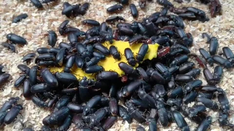 Wild animals or scarabs Stock Footage 228802613