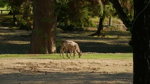 Wild animals in the park Video stock 132134525