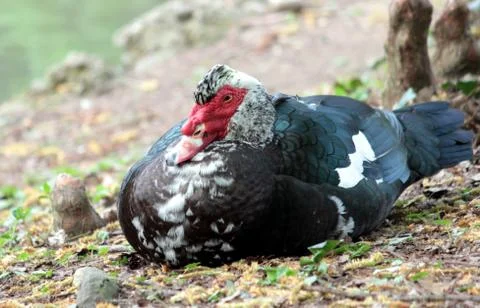 Wild animals Stock Photos