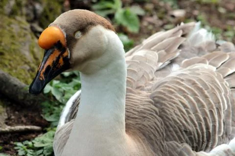 Wild animals Stock Photos