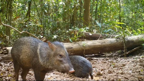 Animals In Rainforest Stock Video Footage | Royalty Free Animals In ...