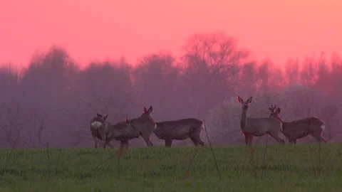 Wild animals on the red sunset sky background over the field. Stock Footage 246586716