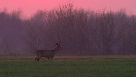 Wild animals on the red sunset sky background over the field. 스톡 동영상 246586765