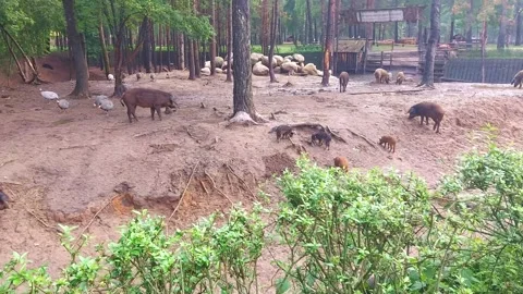 Wild animals roam in the forest area near the pen with goats and pigs during a r Stock-Footage 324967811