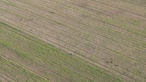 Wild animals (roe deer and deer) grazing in a clearing, view from a drone Stock Footage 256823531
