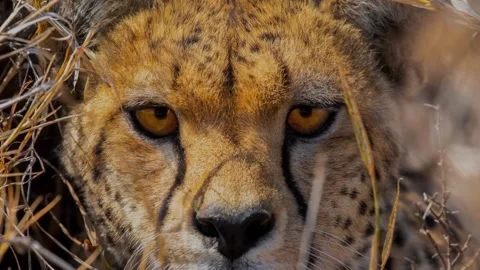 The wild animals in the summer Stock-Footage 156320177