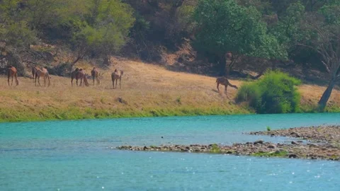 Wild Animals by Turquoise River in Lush Green Wadi Darbat, Salalah, Oman Stock Footage 324769256