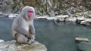 Wild Animals Wildlife Japanese Macaques Snow Monkeys In Japan Asia Stock Footage