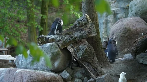 Wild animals in zoo Stock Footage 123258624