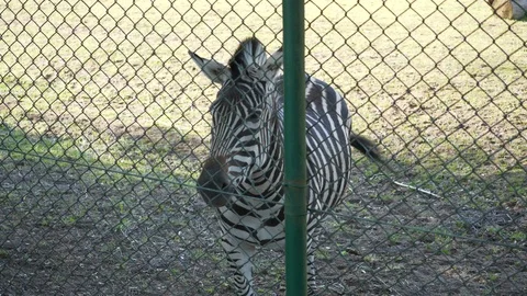 Wild animals in zoo Video stock 123259762