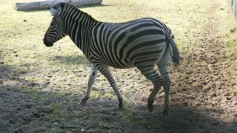 Wild animals in zoo Video stock 123259763