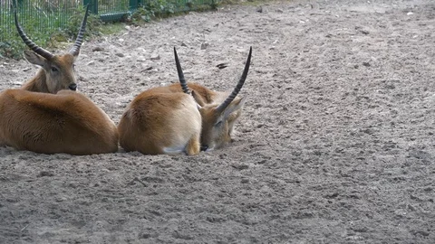 Wild animals in zoo Video stock 123259909