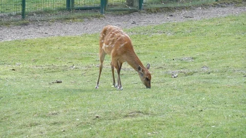 Wild animals in zoo Video stock 123259912